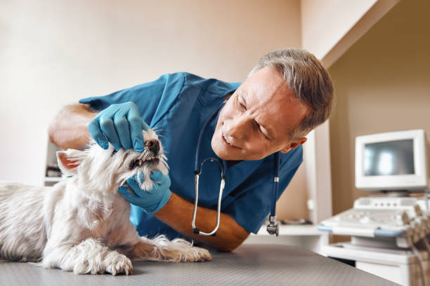 Best Same-Day Emergency Dentist in Scottsville, KY
